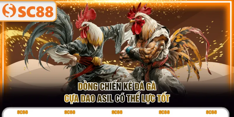 Dòng chiến kê đá gà cựa dao Asil có thể lực tốt