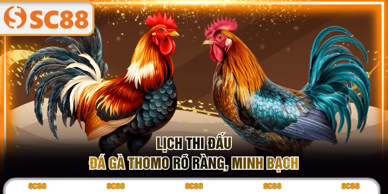 Lịch thi đấu đá gà Thomo rõ ràng, minh bạch