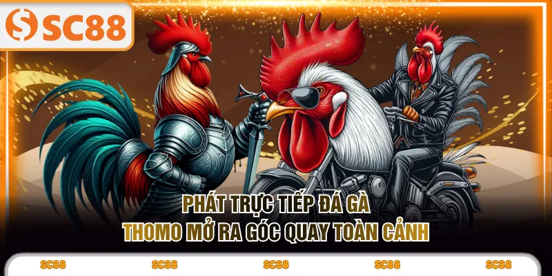 Phát trực tiếp đá gà Thomo mở ra góc quay toàn cảnh