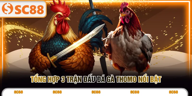 Tổng hợp 3 trận đấu đá gà Thomo nổi bật
